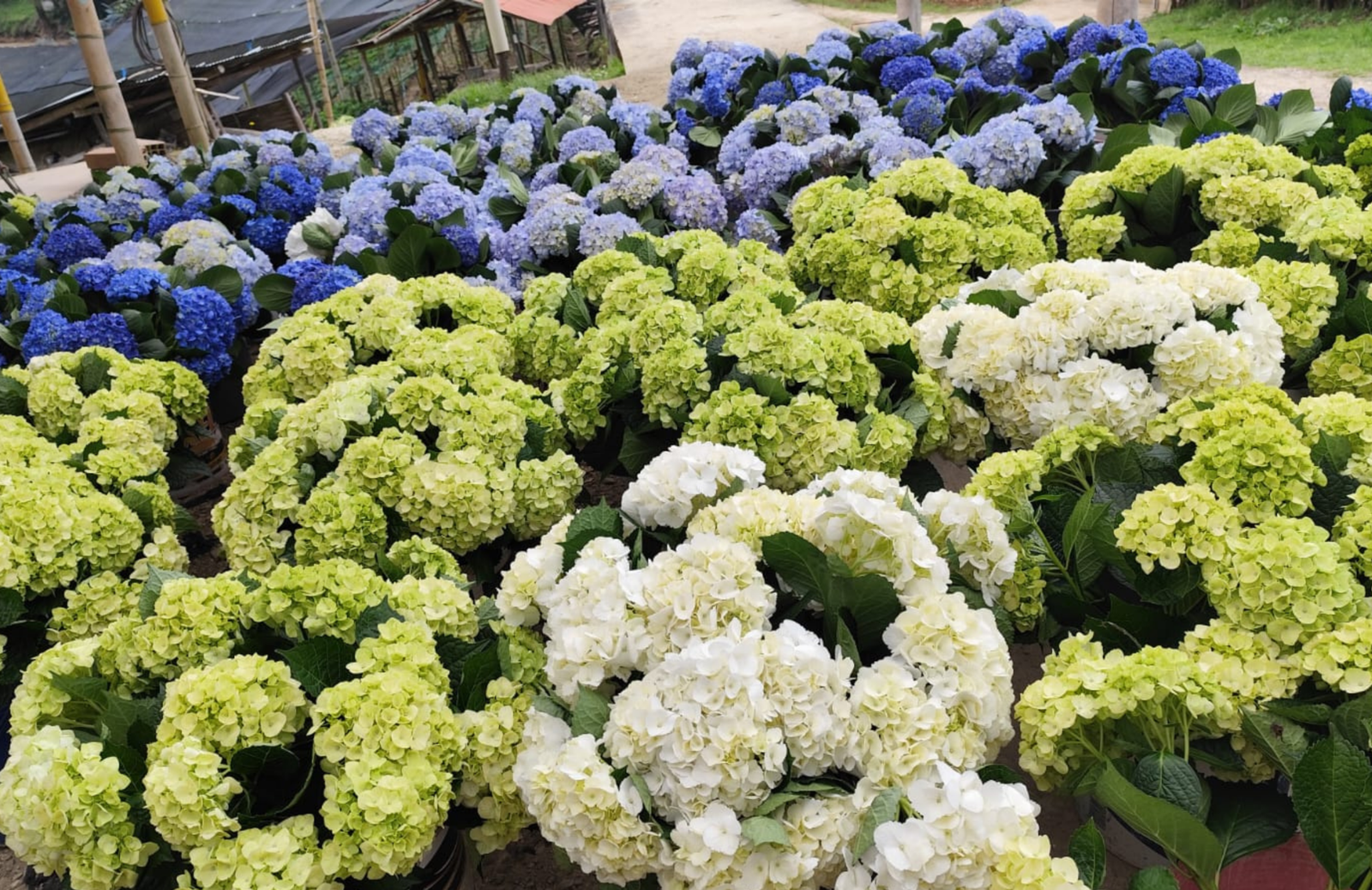 Exportación de flores Colombia - Exportación de flores Ecuador - Exportación de flores Kenya - Exportación de flores internacional