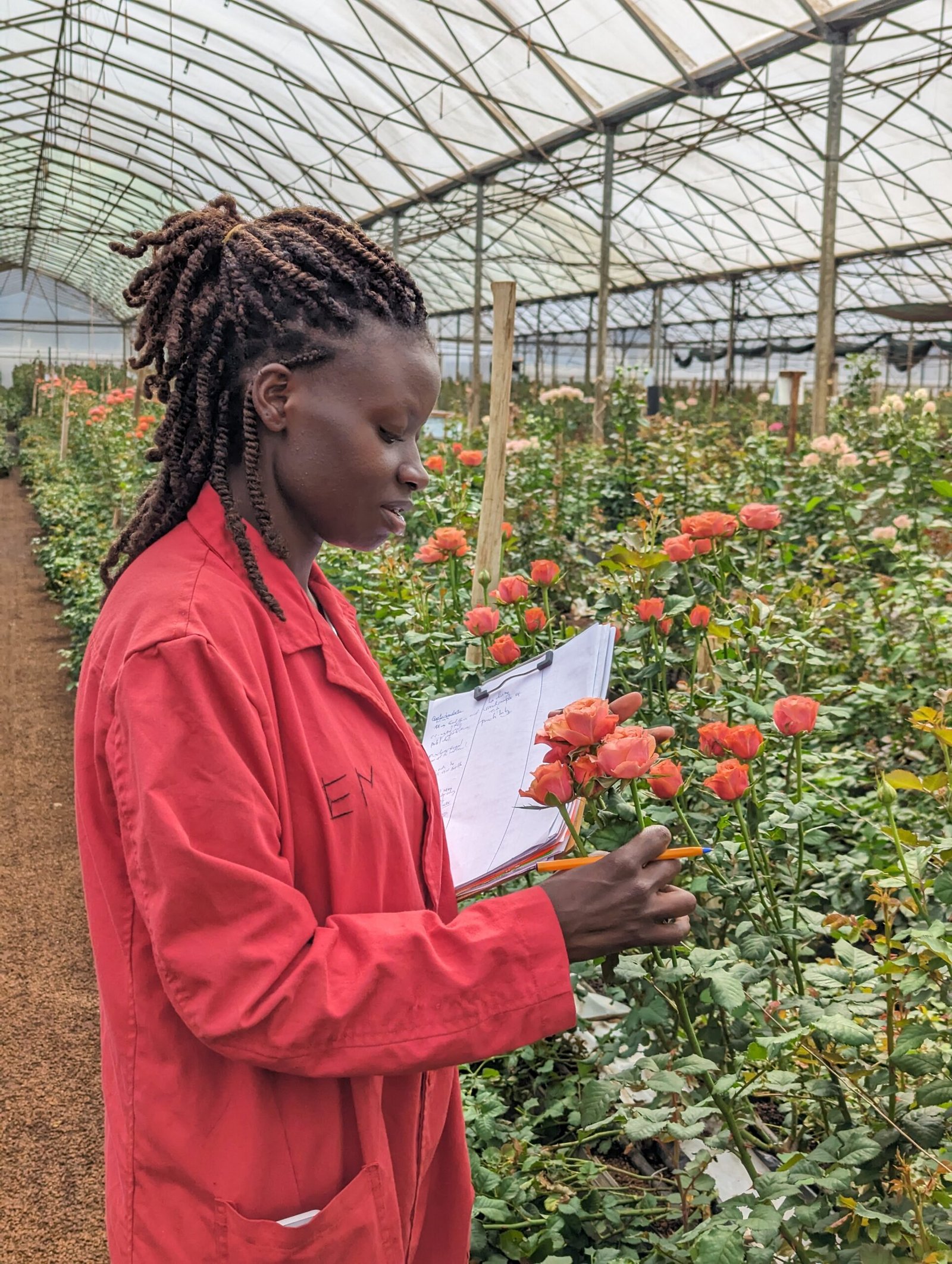 Exportación de flores Colombia - Exportación de flores Ecuador - Exportación de flores Kenya - Exportación de flores internacional