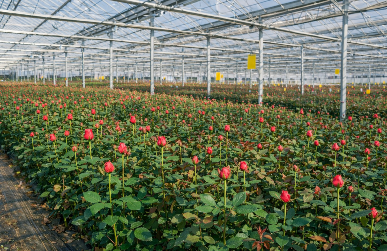 Exportación de flores Colombia - Exportación de flores Ecuador - Exportación de flores Kenya - Exportación de flores internacional