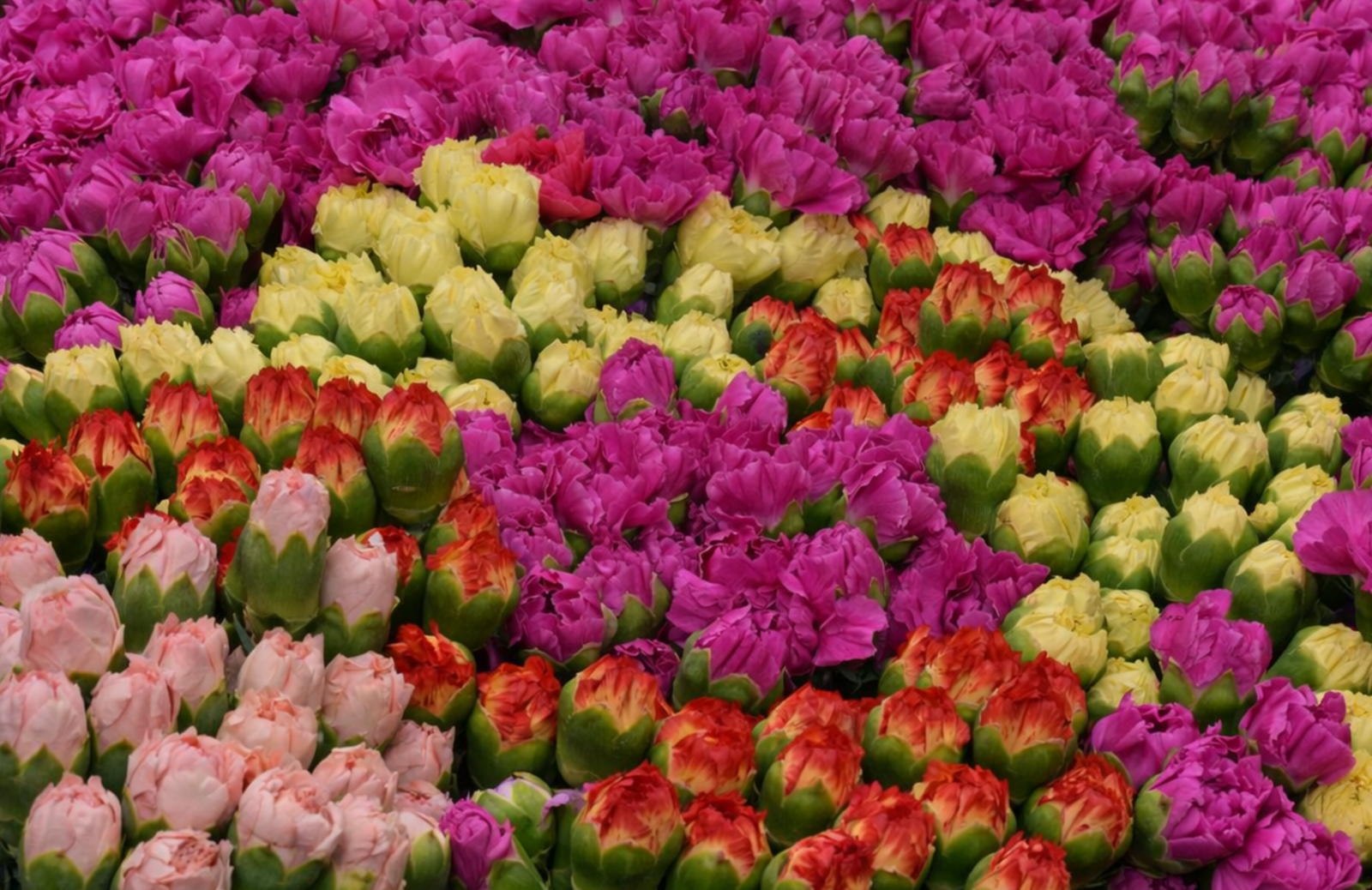 Exportación de flores Colombia - Exportación de flores Ecuador - Exportación de flores Kenya - Exportación de flores internacional