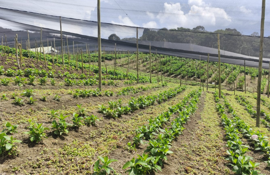 Exportación de flores Colombia - Exportación de flores Ecuador - Exportación de flores Kenya - Exportación de flores internacional