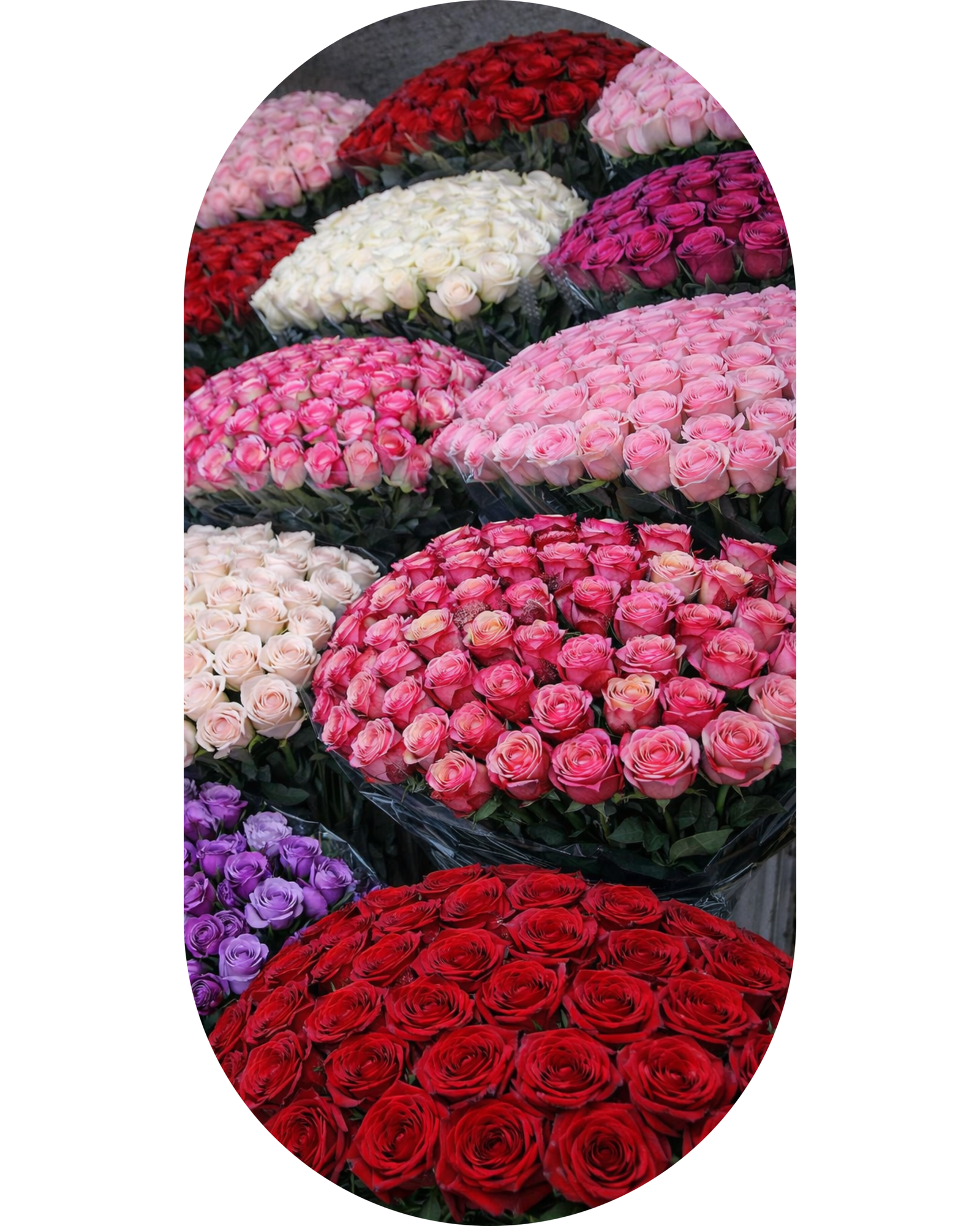 Exportación de flores Colombia - Exportación de flores Ecuador - Exportación de flores Kenya - Exportación de flores internacional