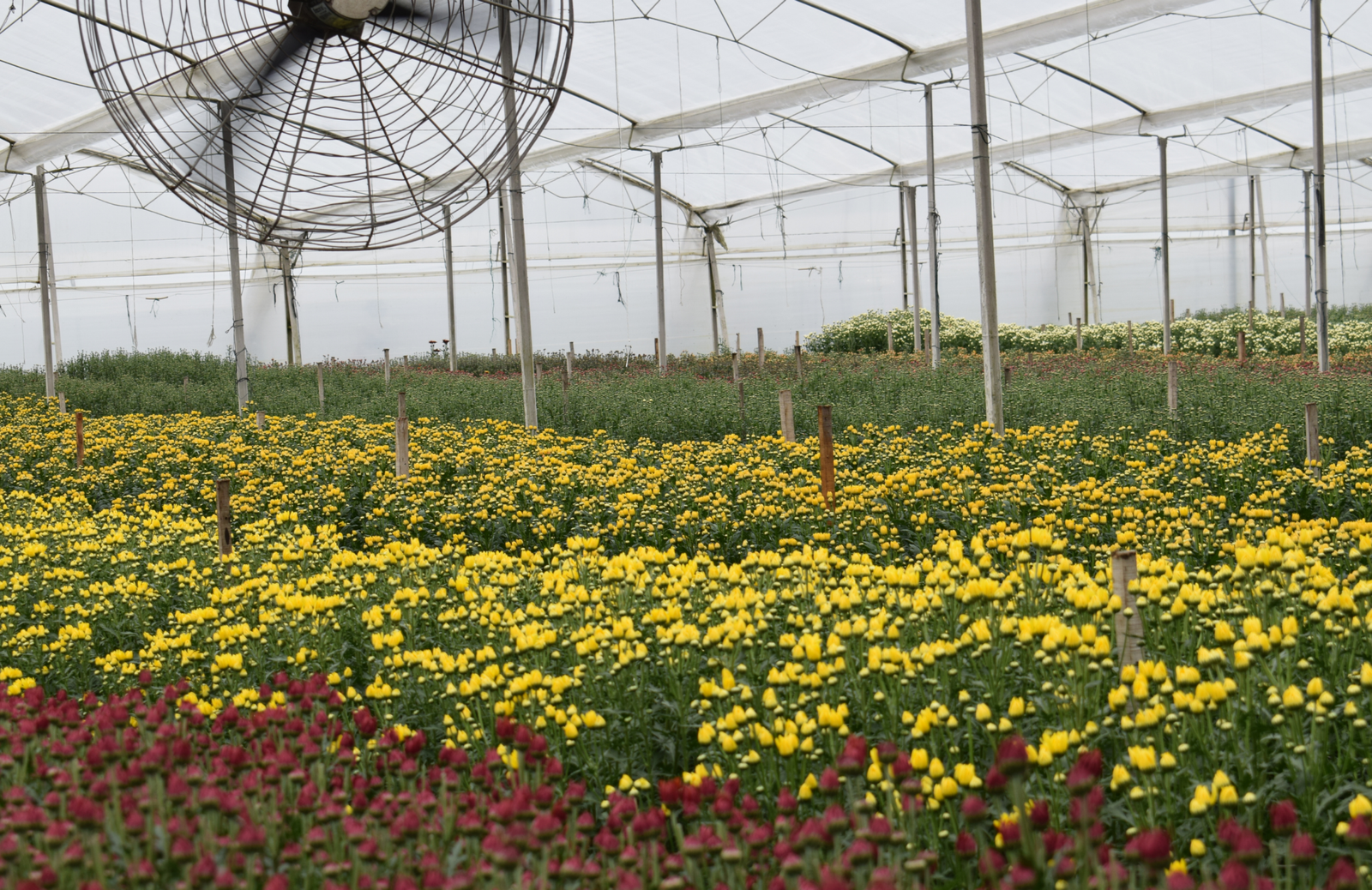 Exportación de flores Colombia - Exportación de flores Ecuador - Exportación de flores Kenya - Exportación de flores internacional